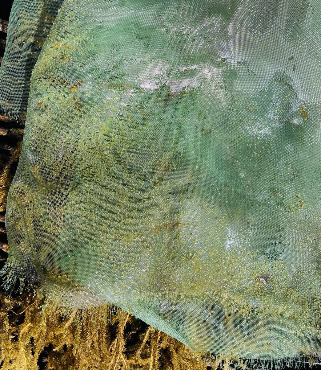深見養魚場 tweet media
