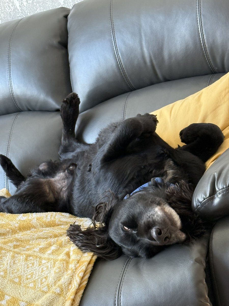 Holidogs's tweet photo. Think Flint, our latest visitor is quite comfortable here. https://t.co/LcQdb3blWq
