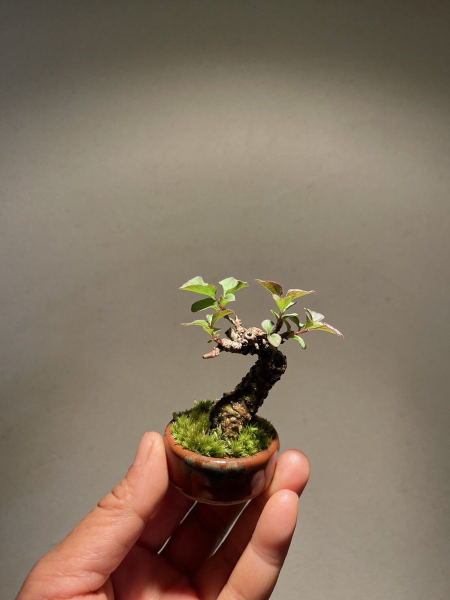あの可愛い花で人気のライラック このサイズで花をつけてくれたら