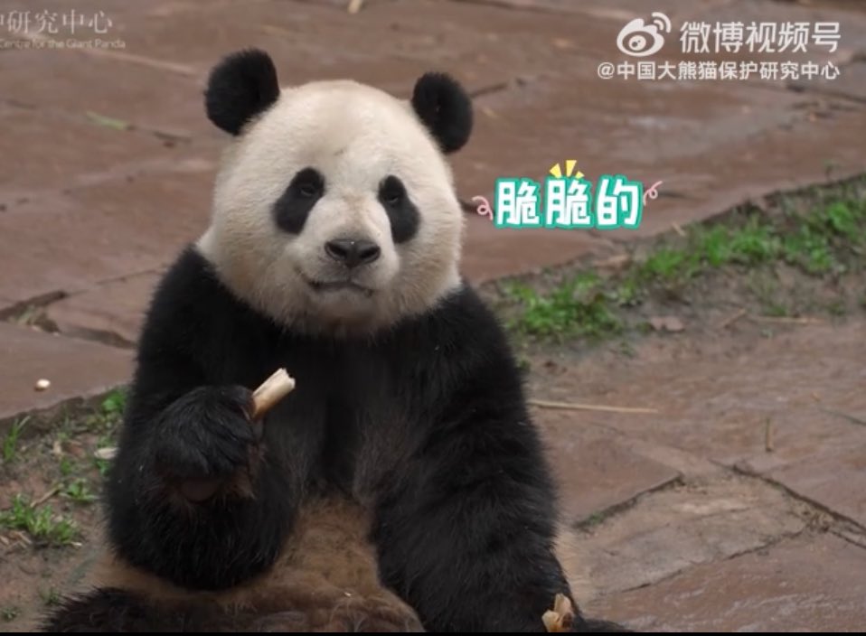 mickeyminnie611's tweet photo. #宝弟
#BaoDi from 🇧🇪 Pairi Daiza
流水潺潺,竹笋脆脆,
和圆墩墩的大熊猫"宝弟”一起听大自然的声音🤗
cr. 中国大熊猫保护研究中心weibo https://t.co/QN5E85Ljmz