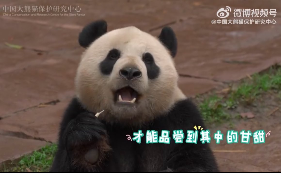 mickeyminnie611's tweet photo. #宝弟
#BaoDi from 🇧🇪 Pairi Daiza
流水潺潺,竹笋脆脆,
和圆墩墩的大熊猫"宝弟”一起听大自然的声音🤗
cr. 中国大熊猫保护研究中心weibo https://t.co/QN5E85Ljmz