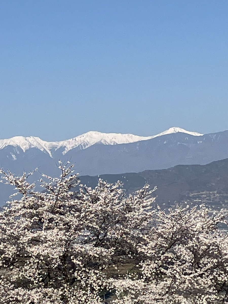 勝沼ユースの標高は550mですが、平地よりやや遅れて桜が開花であります。里に続いて山にも春がまいりました。