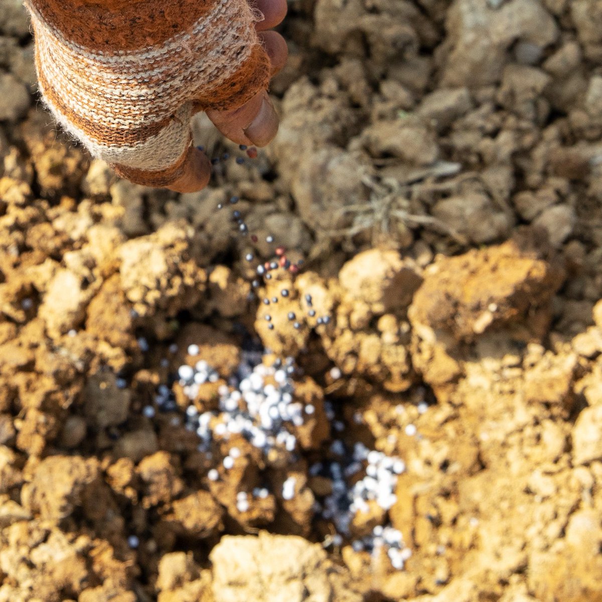 InZunyi's tweet photo. 🌾After #Qingming, farmers in #Zunyi's Daozhen county are seizing the #spring plowing season as rice and sorghum fields come alive with hopes for a bountiful harvest. #ZunyiUpdates