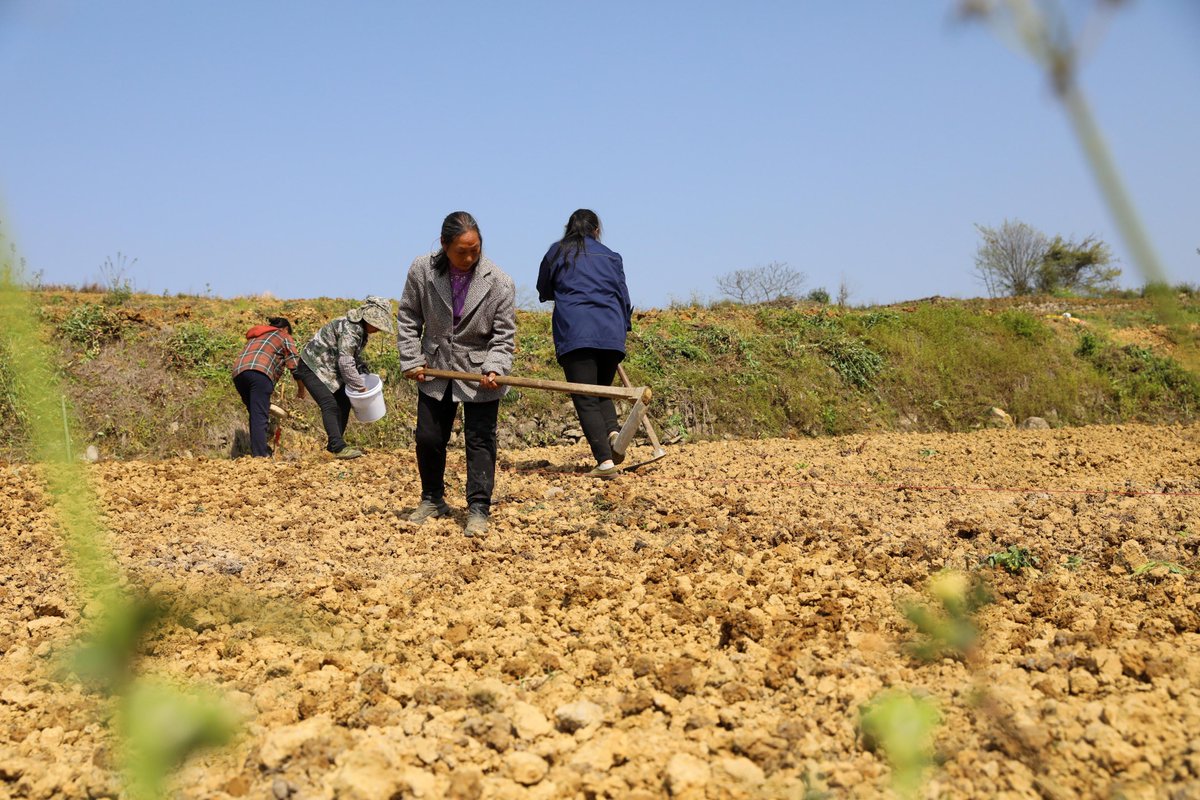 InZunyi's tweet photo. 🌾After #Qingming, farmers in #Zunyi's Daozhen county are seizing the #spring plowing season as rice and sorghum fields come alive with hopes for a bountiful harvest. #ZunyiUpdates