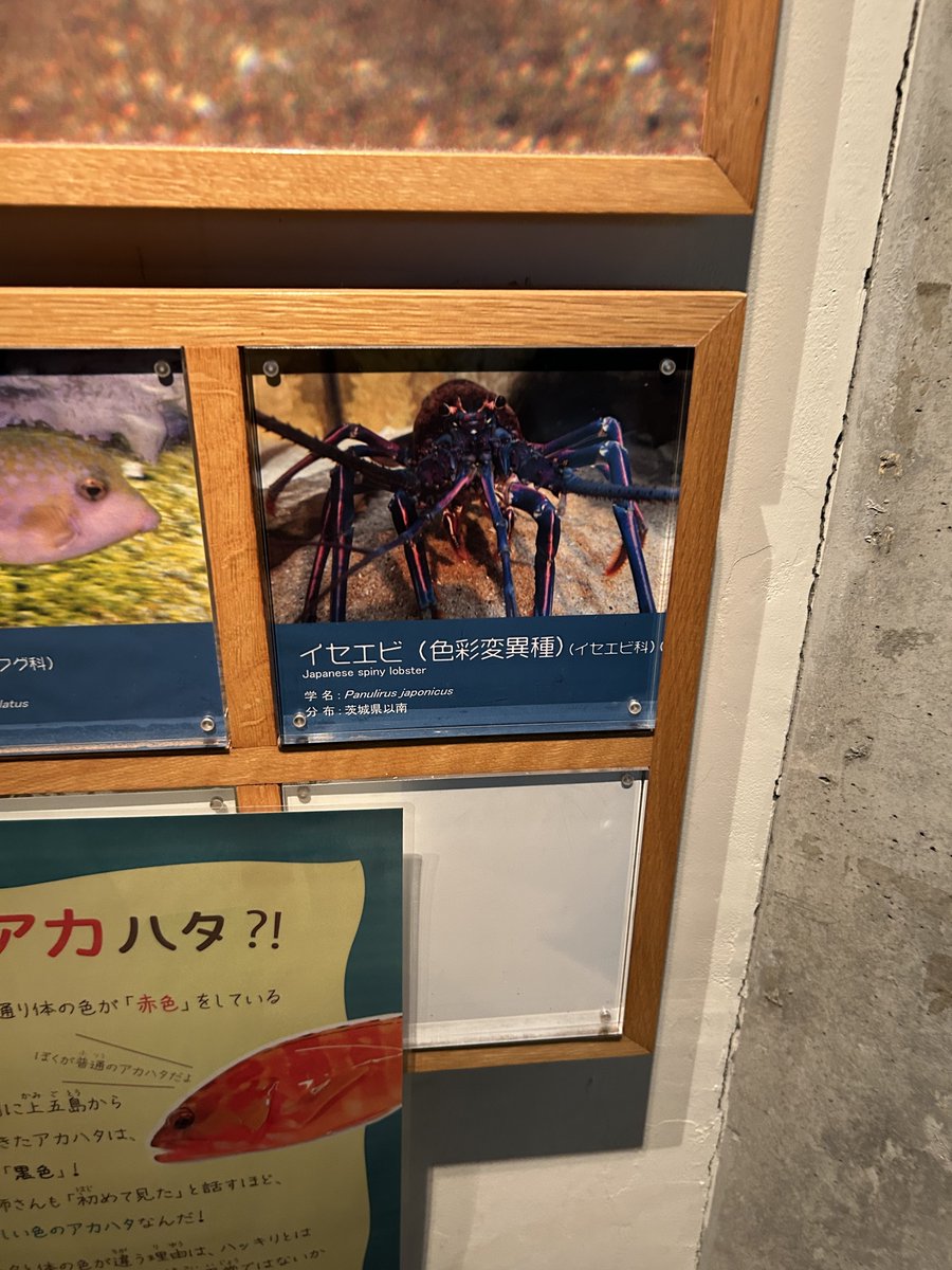 ame7062262's tweet photo. カッコ良すぎない https://t.co/54Clp8YP6y