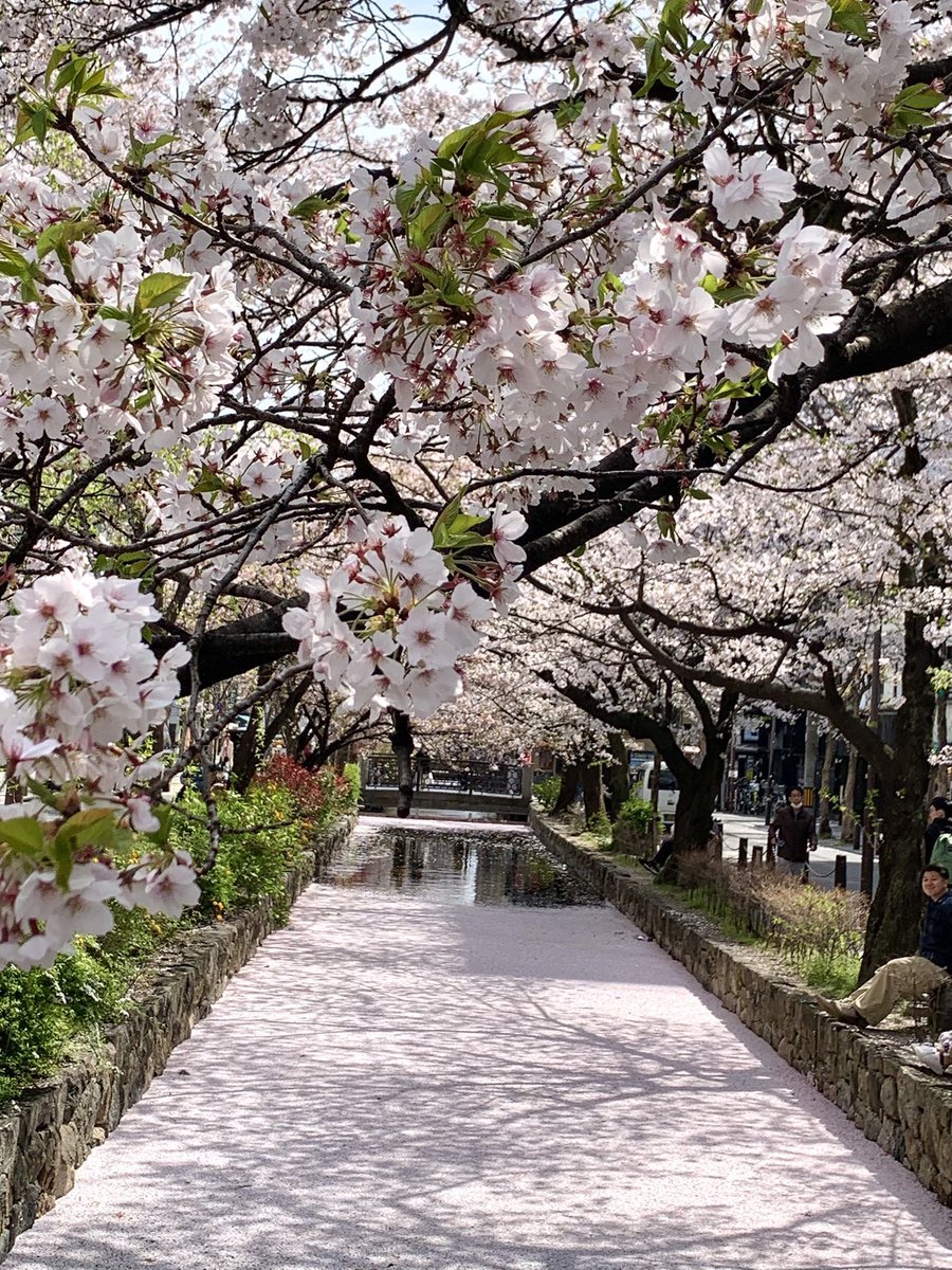 hanachan1018's tweet photo. 京都、高瀬川の桜は今が見頃！
初めて見た花筏！🌸🌸🌸
場所は、元立誠小学校・今はゲートホテルの少し北！
#京都　#高瀬川　#kyoto  #花筏　#桜 https://t.co/jD5wr4J1PE
