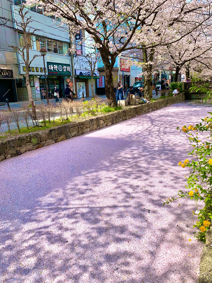 hanachan1018's tweet photo. 京都、高瀬川の桜は今が見頃！
初めて見た花筏！🌸🌸🌸
場所は、元立誠小学校・今はゲートホテルの少し北！
#京都　#高瀬川　#kyoto  #花筏　#桜 https://t.co/jD5wr4J1PE