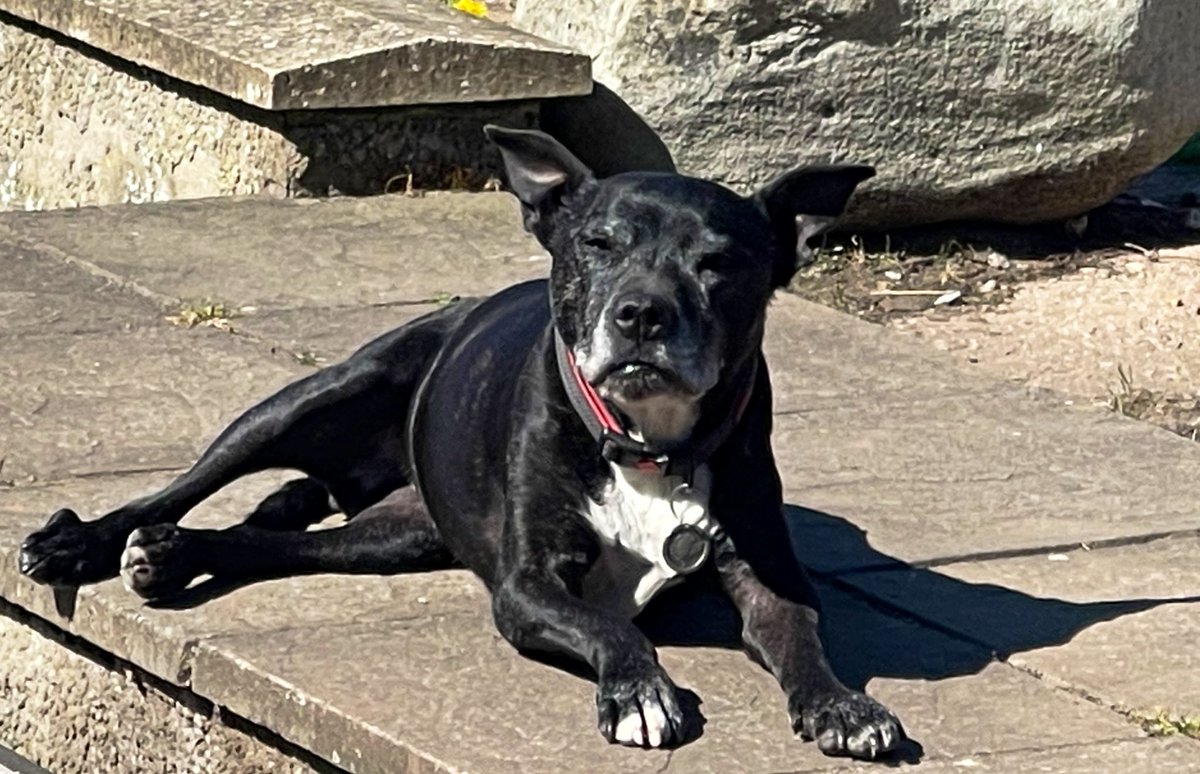 Retired Police Dog Stella the Staffie tweet media