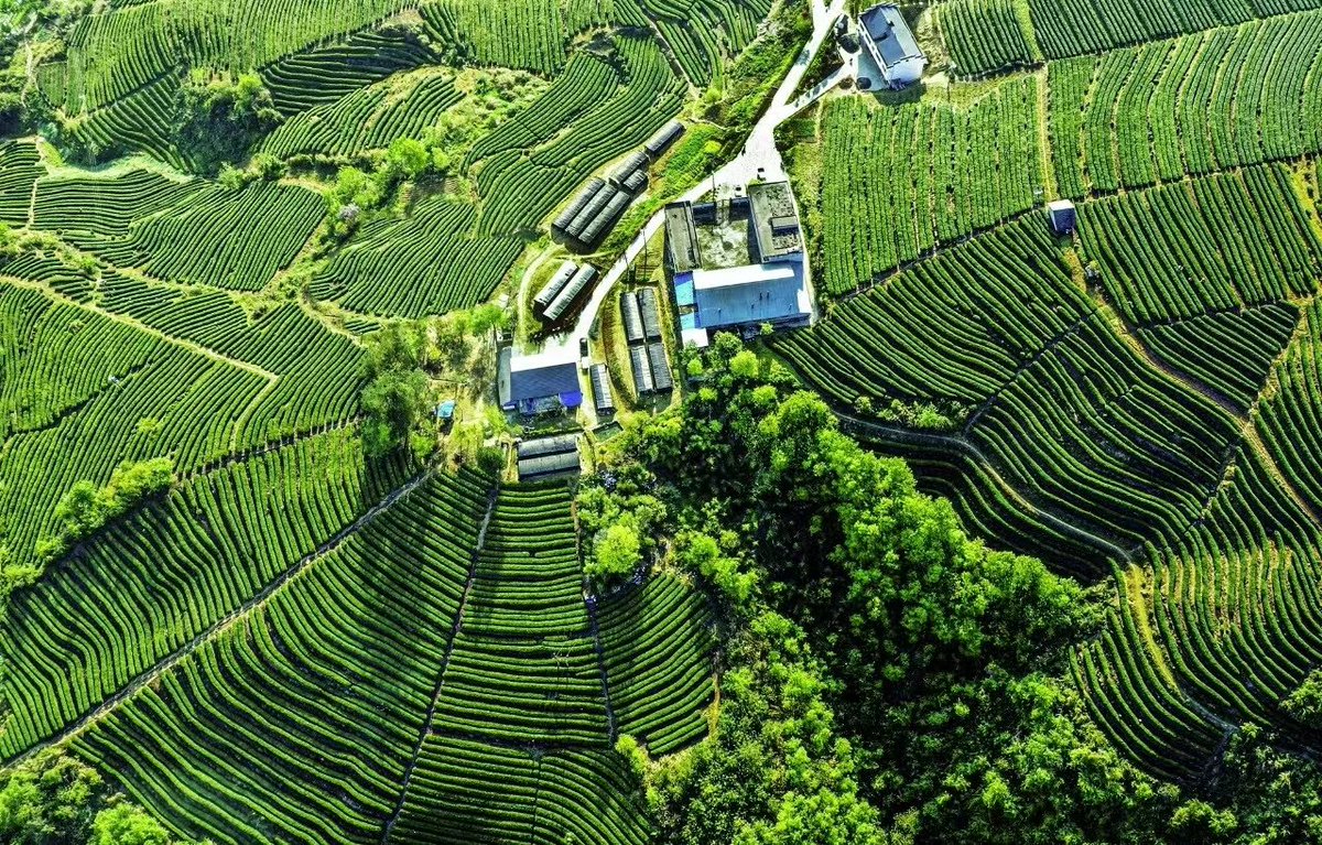 cmanewsinfocus's tweet photo. Let's walk into Daguan Mountain, Zhushan County, Shiyan, @DiscoverChu , China, and have an encounter with a tea garden wonderland above the clouds. 🩷🩷
Photoed by GU Yu
#ChinaTravel #DakaChina #ReadytoGo #WeatherAlbum https://t.co/mRQlXEoPrG