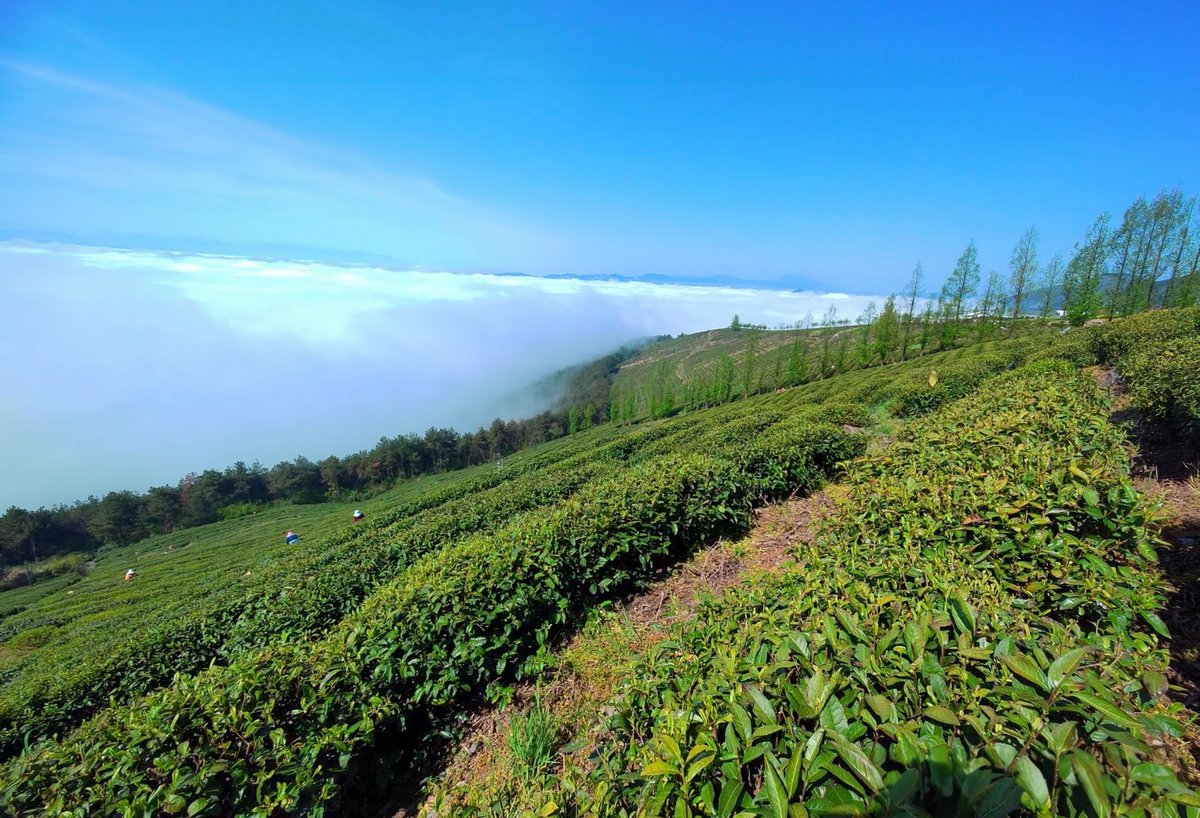 cmanewsinfocus's tweet photo. Let's walk into Daguan Mountain, Zhushan County, Shiyan, @DiscoverChu , China, and have an encounter with a tea garden wonderland above the clouds. 🩷🩷
Photoed by GU Yu
#ChinaTravel #DakaChina #ReadytoGo #WeatherAlbum https://t.co/mRQlXEoPrG