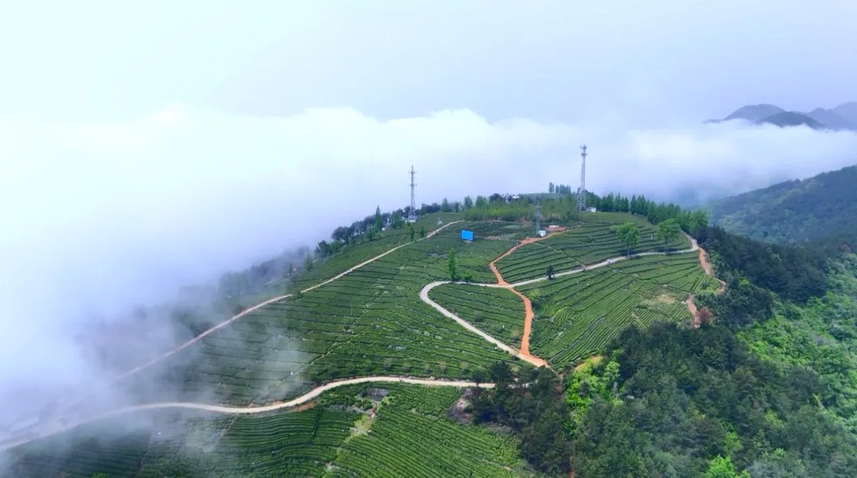 cmanewsinfocus's tweet photo. Let's walk into Daguan Mountain, Zhushan County, Shiyan, @DiscoverChu , China, and have an encounter with a tea garden wonderland above the clouds. 🩷🩷
Photoed by GU Yu
#ChinaTravel #DakaChina #ReadytoGo #WeatherAlbum https://t.co/mRQlXEoPrG