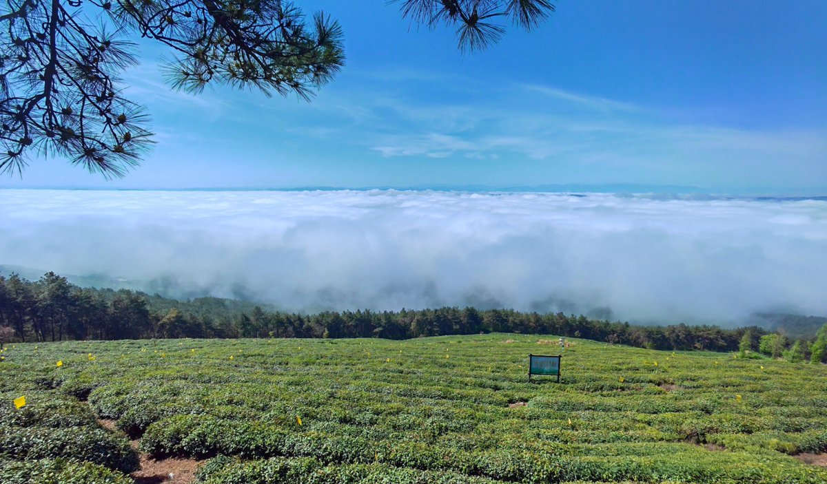 cmanewsinfocus's tweet photo. Let's walk into Daguan Mountain, Zhushan County, Shiyan, @DiscoverChu , China, and have an encounter with a tea garden wonderland above the clouds. 🩷🩷
Photoed by GU Yu
#ChinaTravel #DakaChina #ReadytoGo #WeatherAlbum https://t.co/mRQlXEoPrG