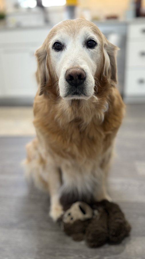 dog_junky's tweet photo. Hi!  I’m Sophie. And I’m exhausted. Dad and I went to a place we’ve never been before—a different school—pretty far away. I got dressed in my therapy dog bandana. Dad told me there were going to be some VERY sad people to meet.  1/x. https://t.co/IXq33lEU7b
