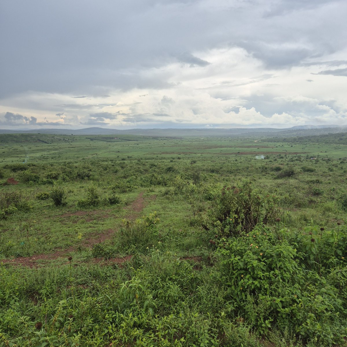 RwandaBerries's tweet photo. Gabiro, Rwanda https://t.co/oiLKrthgQL