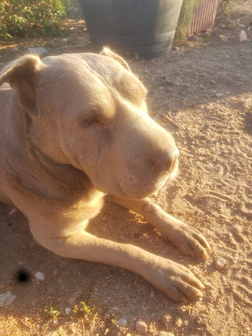 dog_junky's tweet photo. My beautiful, best beloved Mama Rose went on an hour ago.  She had been abused, used as a fighting dog, breeder dog and bait dog then dumped, heavily pregnant on the road with her mouth duct taped shut.   My friend rescued her and I adopted her and one of her puppies. https://t.co/hyTgDgxwQf