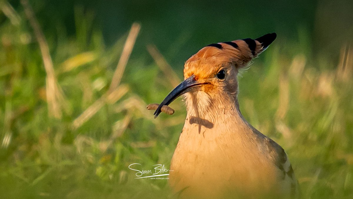 simonb3d's tweet photo. “The Orange Hour” Oxfordshire  graced by a rare passing Hoopoe in my area last night!  What a creature; you don’t see a blaze of colour like this too often &amp; probably the 1st and last time I’ll get to see one on British soil 😳 🟧⬛️⬜️ 🥰 https://t.co/xuI3UpCqnz