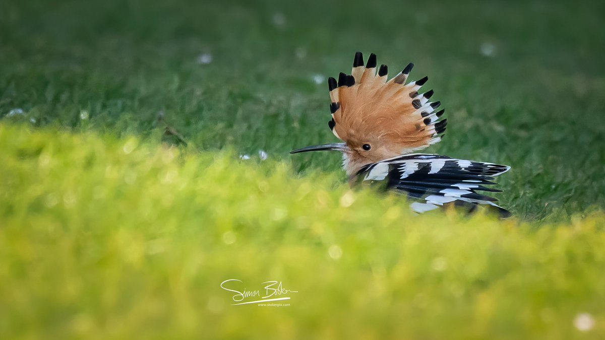 simonb3d's tweet photo. “The Orange Hour” Oxfordshire  graced by a rare passing Hoopoe in my area last night!  What a creature; you don’t see a blaze of colour like this too often &amp; probably the 1st and last time I’ll get to see one on British soil 😳 🟧⬛️⬜️ 🥰 https://t.co/xuI3UpCqnz