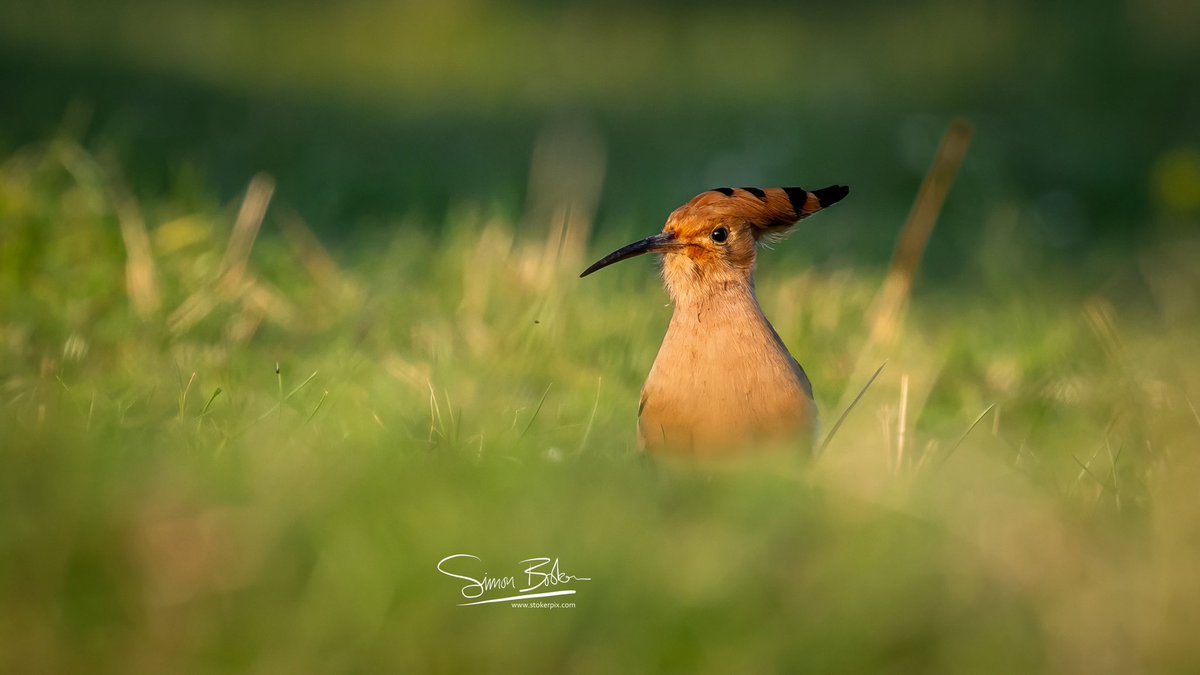 simonb3d's tweet photo. “The Orange Hour” Oxfordshire  graced by a rare passing Hoopoe in my area last night!  What a creature; you don’t see a blaze of colour like this too often &amp; probably the 1st and last time I’ll get to see one on British soil 😳 🟧⬛️⬜️ 🥰 https://t.co/xuI3UpCqnz