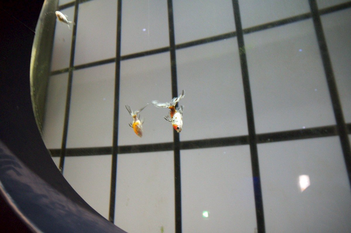 merumoci's tweet photo. リニューアル前に来れました
#新屋島水族館 https://t.co/W5TbwvzfH8