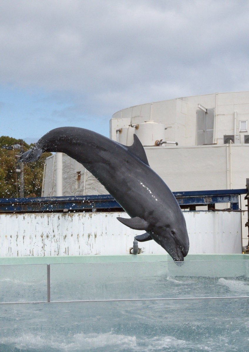 merumoci's tweet photo. リニューアル前に来れました
#新屋島水族館 https://t.co/W5TbwvzfH8
