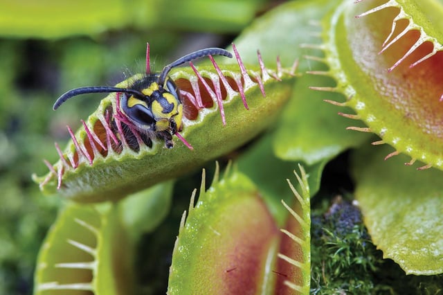 RRixinger's tweet photo. @_Veronika99 @falunrot Die Anschaffung eines kleinen "Sträußchens" fleischfressender Pflanzen, wie der gängigen Venus-Fliegenfalle (Venus Fly Trap) birgt da Wunder!
Nur selten entkommt die Wespe aber auch dieser "Klappmühle"- wird von der Pflanze i. d. Regel bewegungslos gequetscht und umgehend verdaut https://t.co/ZNzJcgiRmA