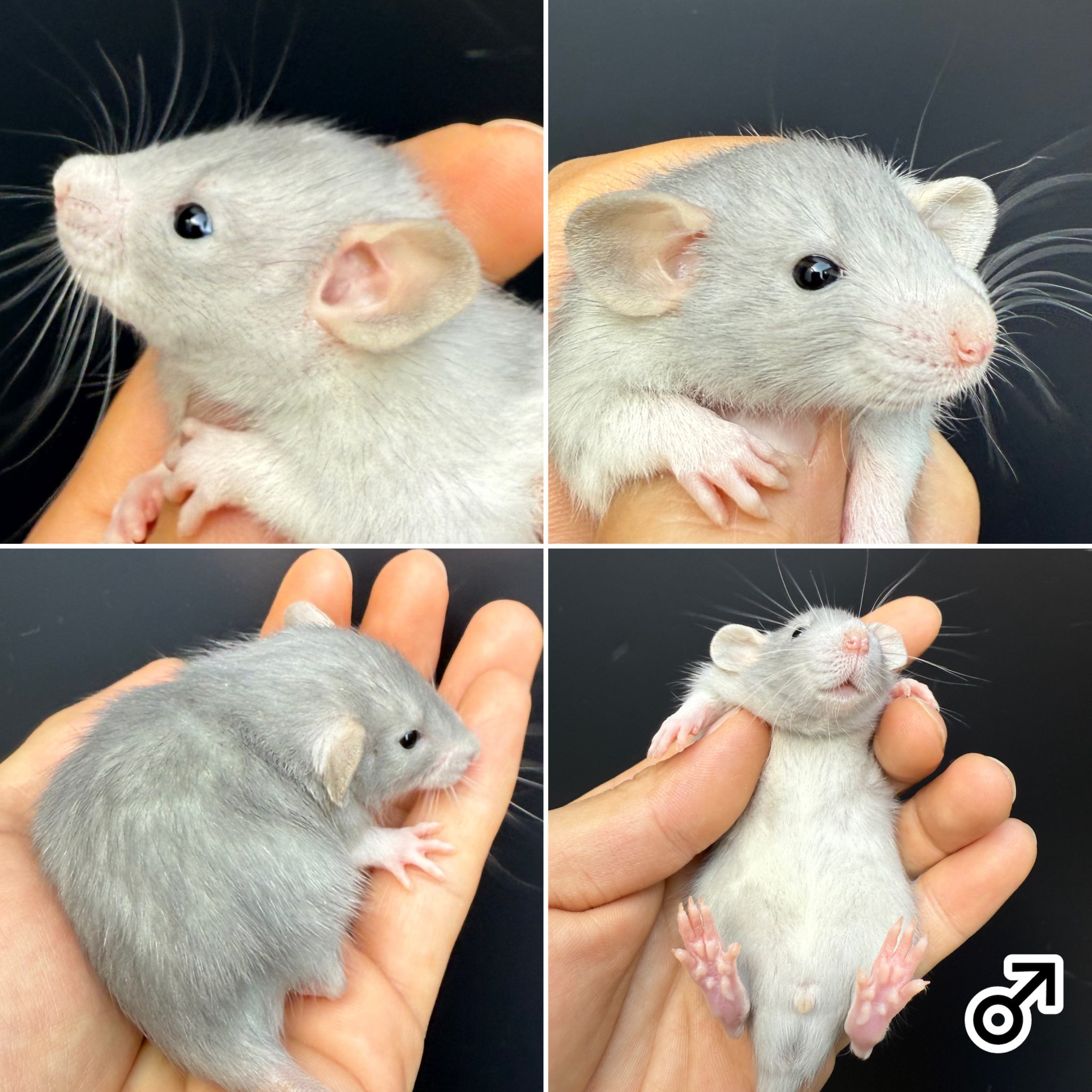 Funky Rats (@Funky__Rats) / X