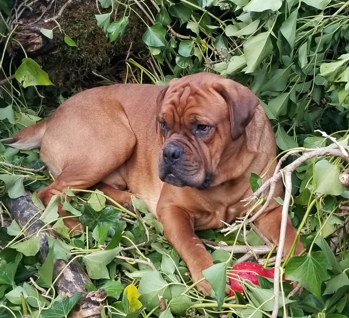 Lono doing a Won't Look Wednesday photo have a terrific day friends!