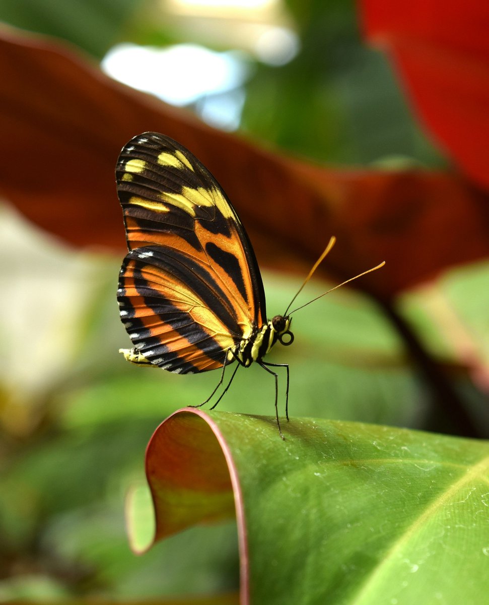 Butterflies sip nectar with a proboscis, but most of their taste receptors are on their feet. This helps them find the perfect plants to lay their eggs. Ever seen a butterfly hovering around a plant in your home? 🪴🦋

#BackToNature

📸 Amy Baugess / Unsplash