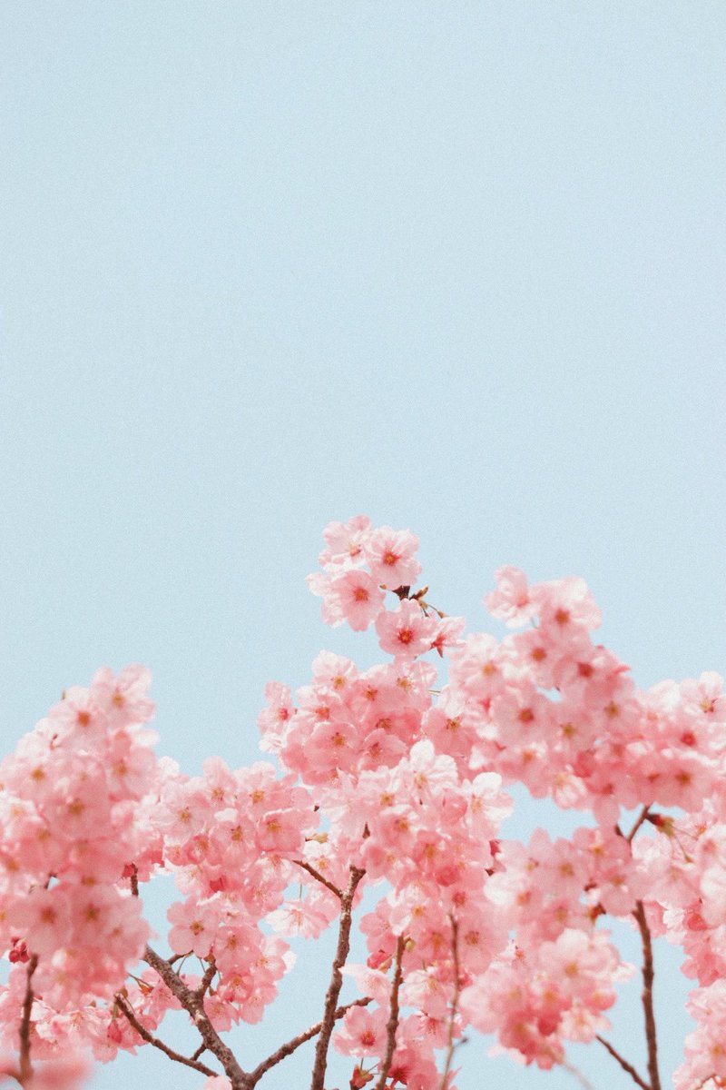 🌸 #photo