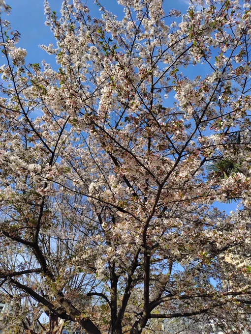 街なかの公園。いい天気。 