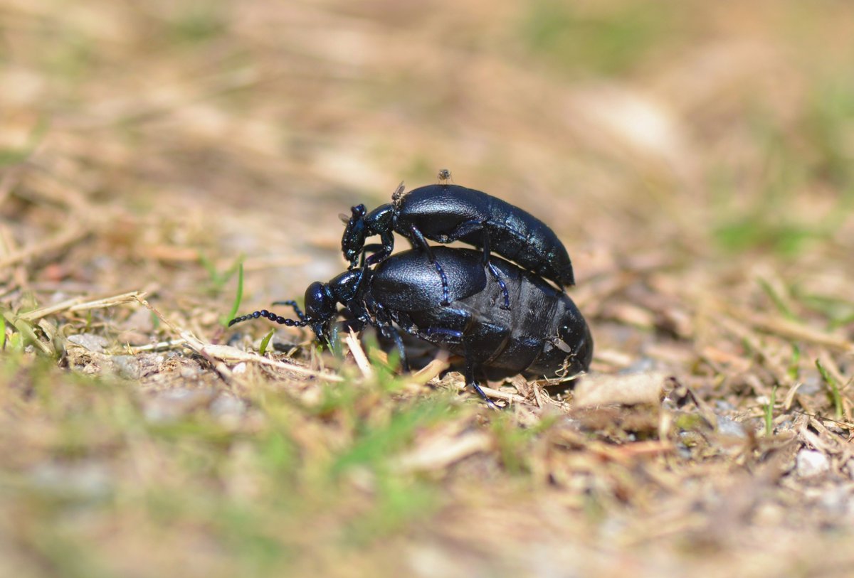 I'm having to be careful where I tread these days, as Black Oil Beetles are out and about in the wood right now. I've seen quite a few on the tracks and woodland rides. <a href="/Buzz_dont_tweet/">Buglife</a>