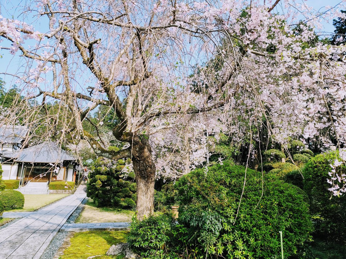 🌸今年ラストの御花見🌸
江戸時代(1603〜1867)将軍家より朱印状を賜り15万石の格式を擁し「駿河の身延」とも呼ばれた青龍山 本覚寺🛕
大楠は家康公が生まれる230年以上前から根付いている巨樹で樹齢720年余り、スマホの画角には収まり切れない巨樹でPower Spot ﾃﾞｼﾀ✨🙏