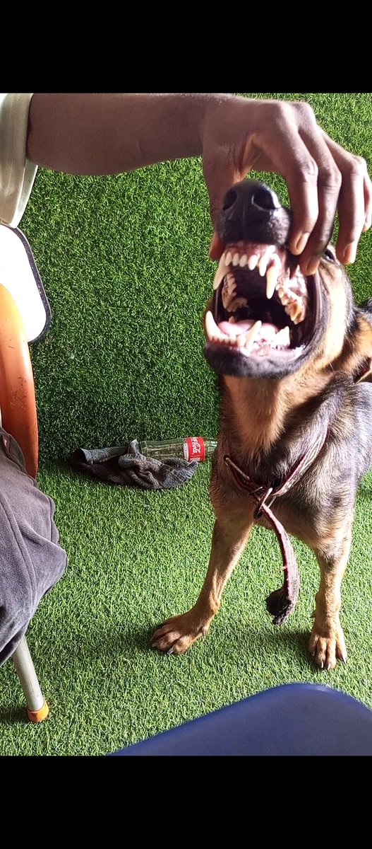 BigVictorTM's tweet photo. Don is available for studding services 🐕‍🦺 
Bring your female dog let's reproduce for you 💚
#studding #DogsLover #GermanShepherd #dogs https://t.co/udfXLi7SpX