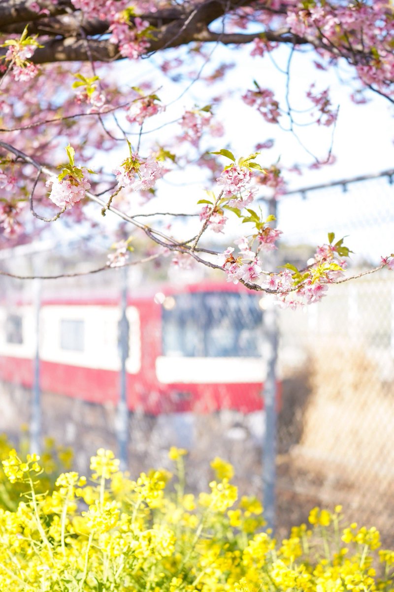 _azuly_24's tweet photo. 📍三浦海岸(河津桜) https://t.co/tcdZFS7dCD