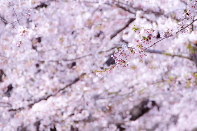 今年の桜