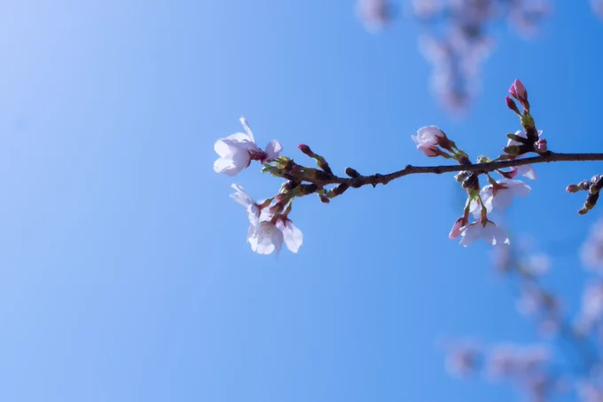 今年の桜