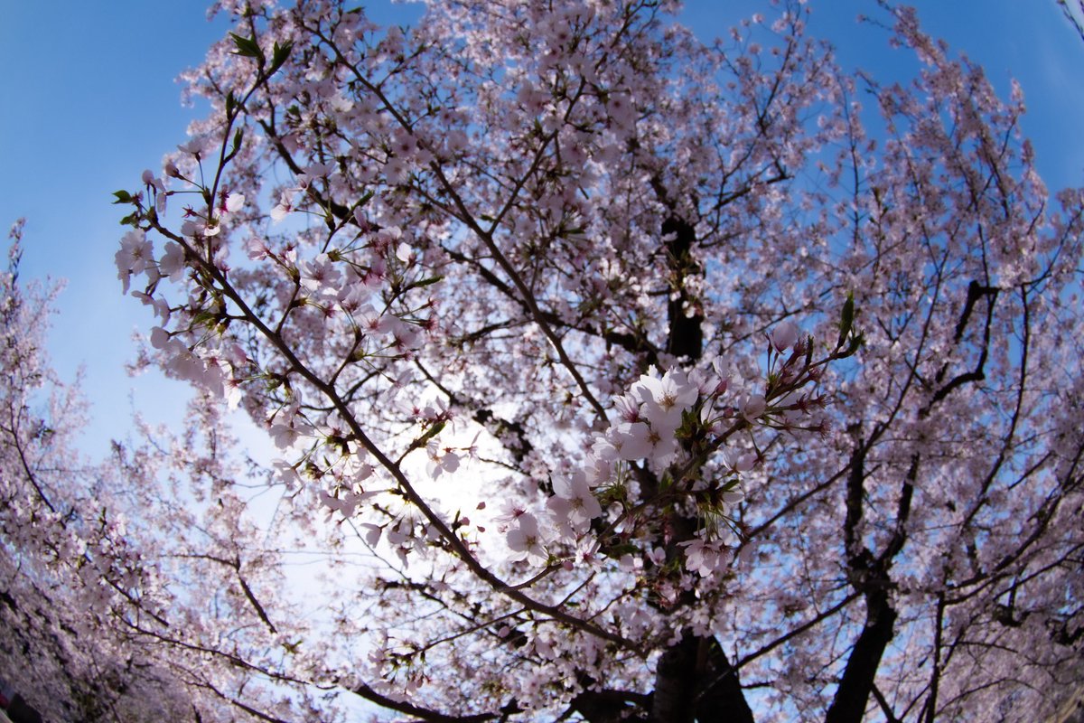 「今年の桜」|mu-kaのイラスト