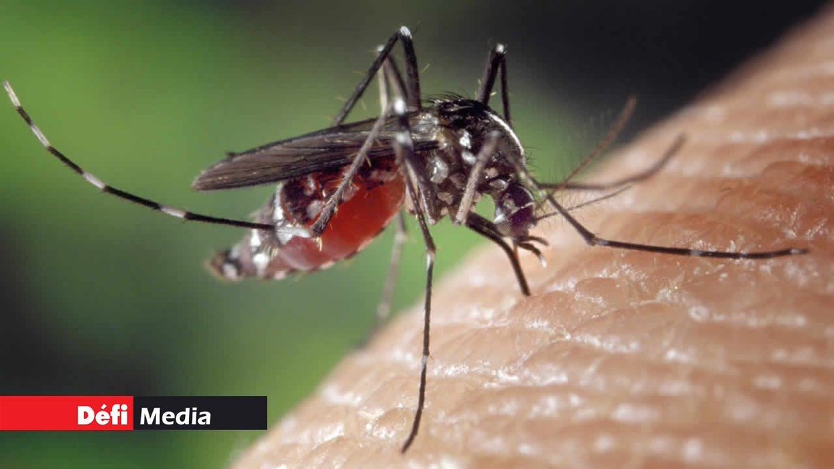 defimediainfo's tweet image. Chikungunya : le test PCR suspendu, mais la vigilance reste de mise dlvr.it/TK34Fc #Chikungunya #TestPCR