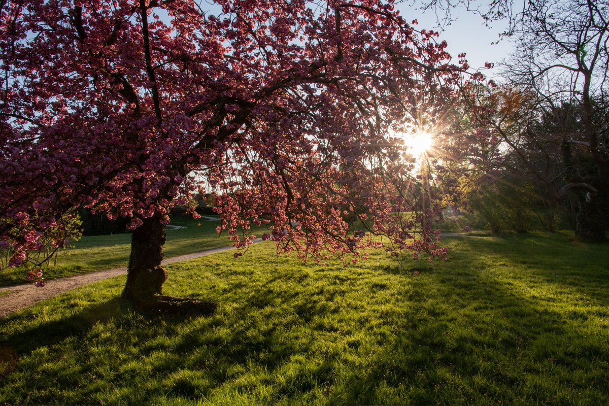 CVersailles's tweet photo. 🇫🇷 🌸 Le cerisier du Petit Trianon est en fleur ! 
🌍 🌸 The cherry tree at the Petit Trianon is in bloom! https://t.co/YlL9wsIVPq