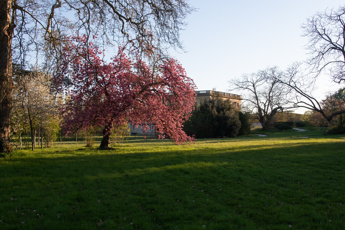 CVersailles's tweet photo. 🇫🇷 🌸 Le cerisier du Petit Trianon est en fleur ! 
🌍 🌸 The cherry tree at the Petit Trianon is in bloom! https://t.co/YlL9wsIVPq