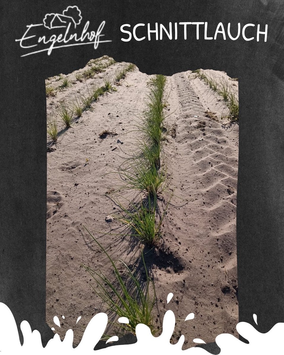 engelnhof's tweet photo. Kein Strand, kein Bühlsand – das ist Engelnhof-Schnittlauch auf trockenem Ackerboden.
Oben staubig, unten noch feucht. Der #Regen lässt auf sich warten. 🌱🌧️

#engelnhof #Landwirtschaft #Trockenheit #Bodenleben #Schnittlauch #Ackerbau #Bauernhof https://t.co/cRp66dq7oF