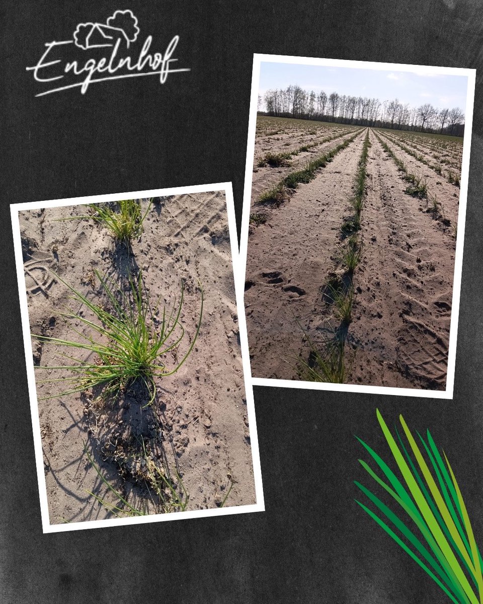 engelnhof's tweet photo. Kein Strand, kein Bühlsand – das ist Engelnhof-Schnittlauch auf trockenem Ackerboden.
Oben staubig, unten noch feucht. Der #Regen lässt auf sich warten. 🌱🌧️

#engelnhof #Landwirtschaft #Trockenheit #Bodenleben #Schnittlauch #Ackerbau #Bauernhof https://t.co/cRp66dq7oF