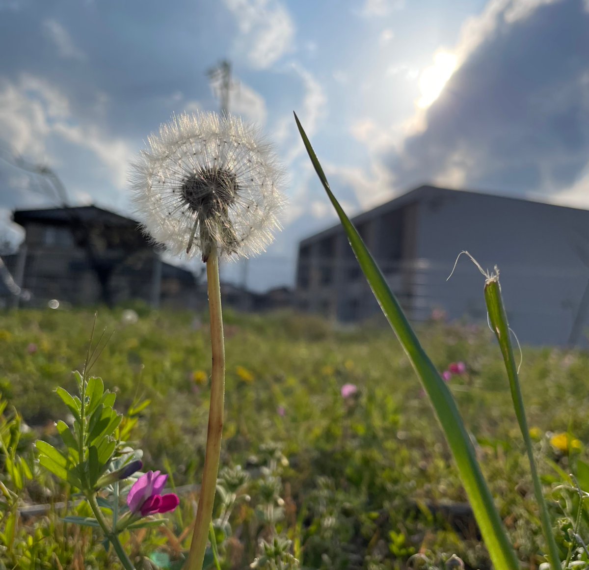 maya_yaima's tweet image. #ffd #ffd001