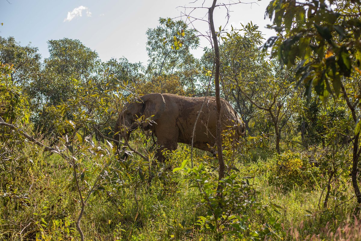 Visit Ghana Now tweet media