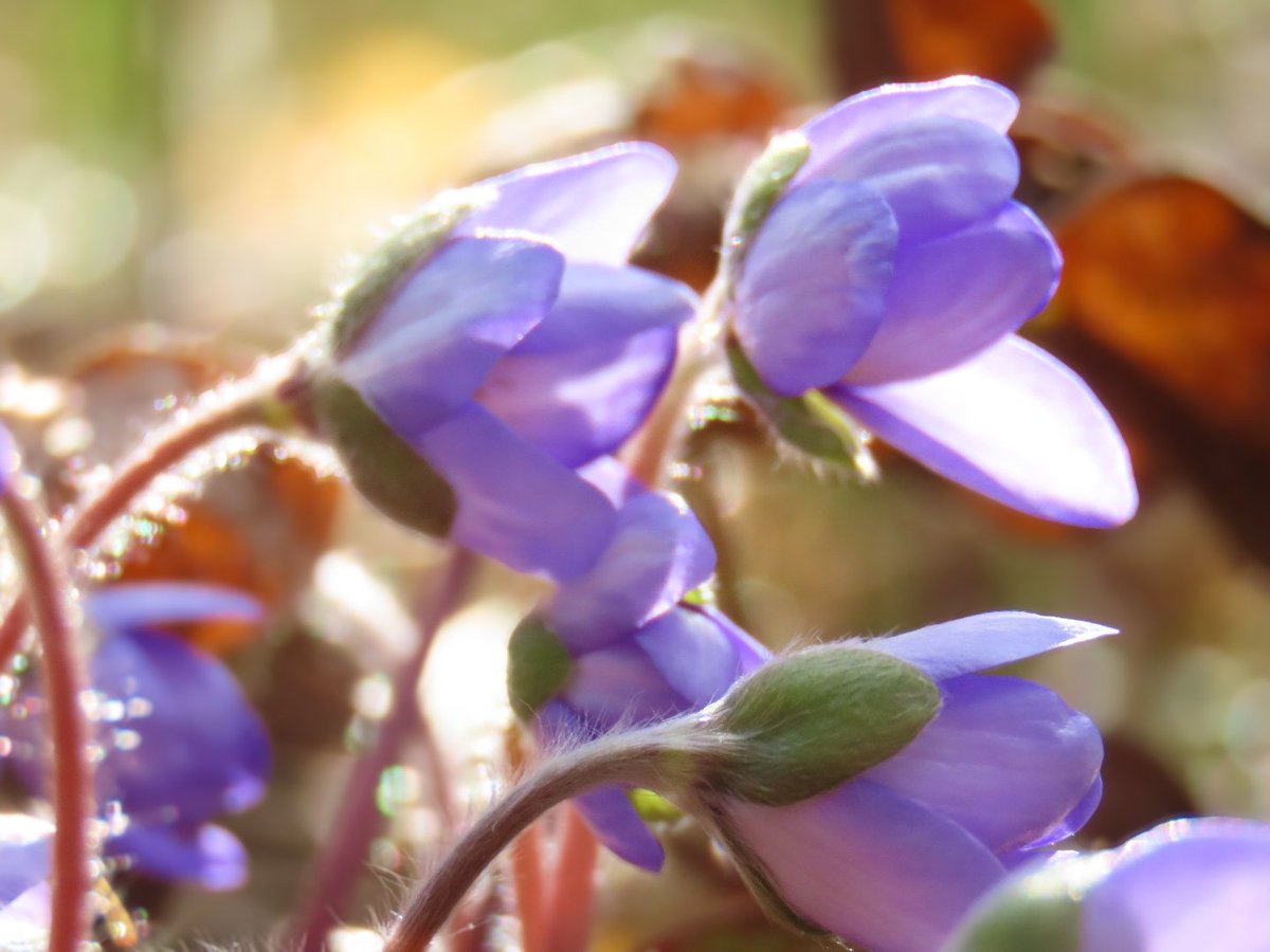 HanneleLaukka's tweet photo. Those warm moments 💜
#SpringWibes https://t.co/9olpbmEV47