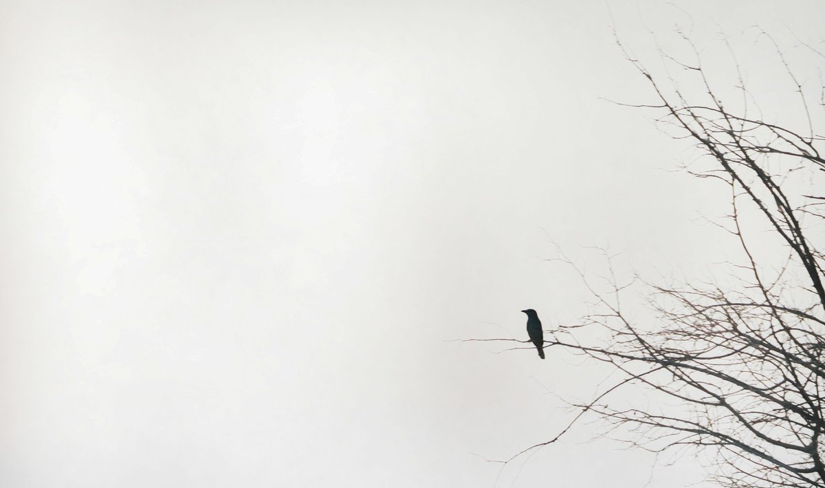 MrMiiim70's tweet photo. https://t.co/2amxChFavv
High Silence
#Minimalism #ConceptualPhotography
#Silence
#SolitaryNature #bird #NegativeSpace #contemporary #WinterTree #blackandwhitephotography https://t.co/OTdUKxy4uR