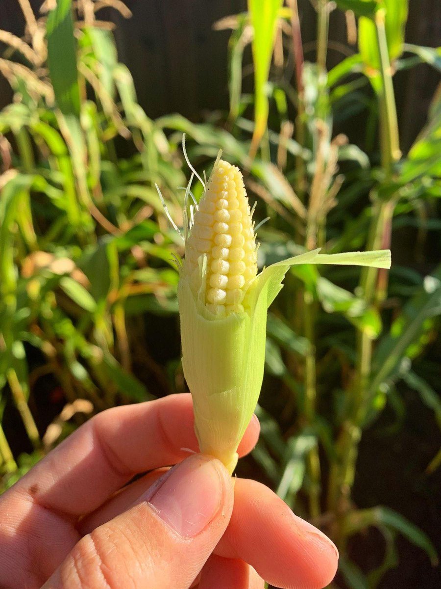 Have you ever tried baby corn in your noodles or just kept admiring how cute it looks before cooking? 😄🌽