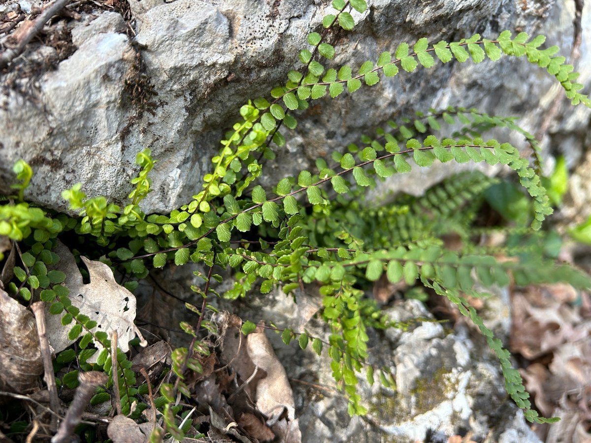 DanicaMacanga's tweet image. #Fern #Asplenium trichomanes is a widespread and common species growing worldwide in various #rocky #habitats. Hardy to −20 °C with #evergreen leaves in summer and winter, preferring partially shaded places. Always present but but don&apos;t brag. The #plant deserves some attention.