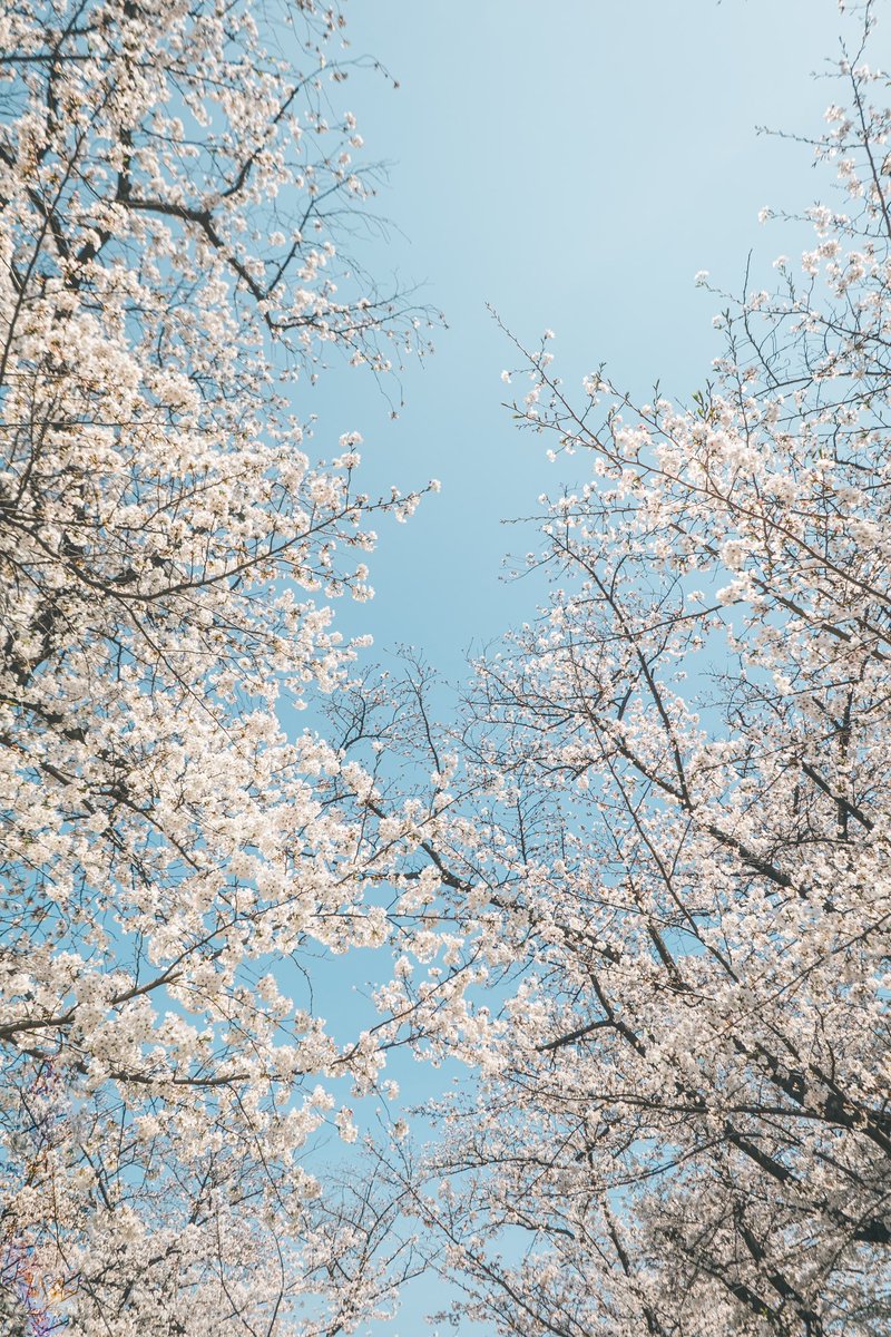 見上げれば春の空𓂃 𓈒𓏸