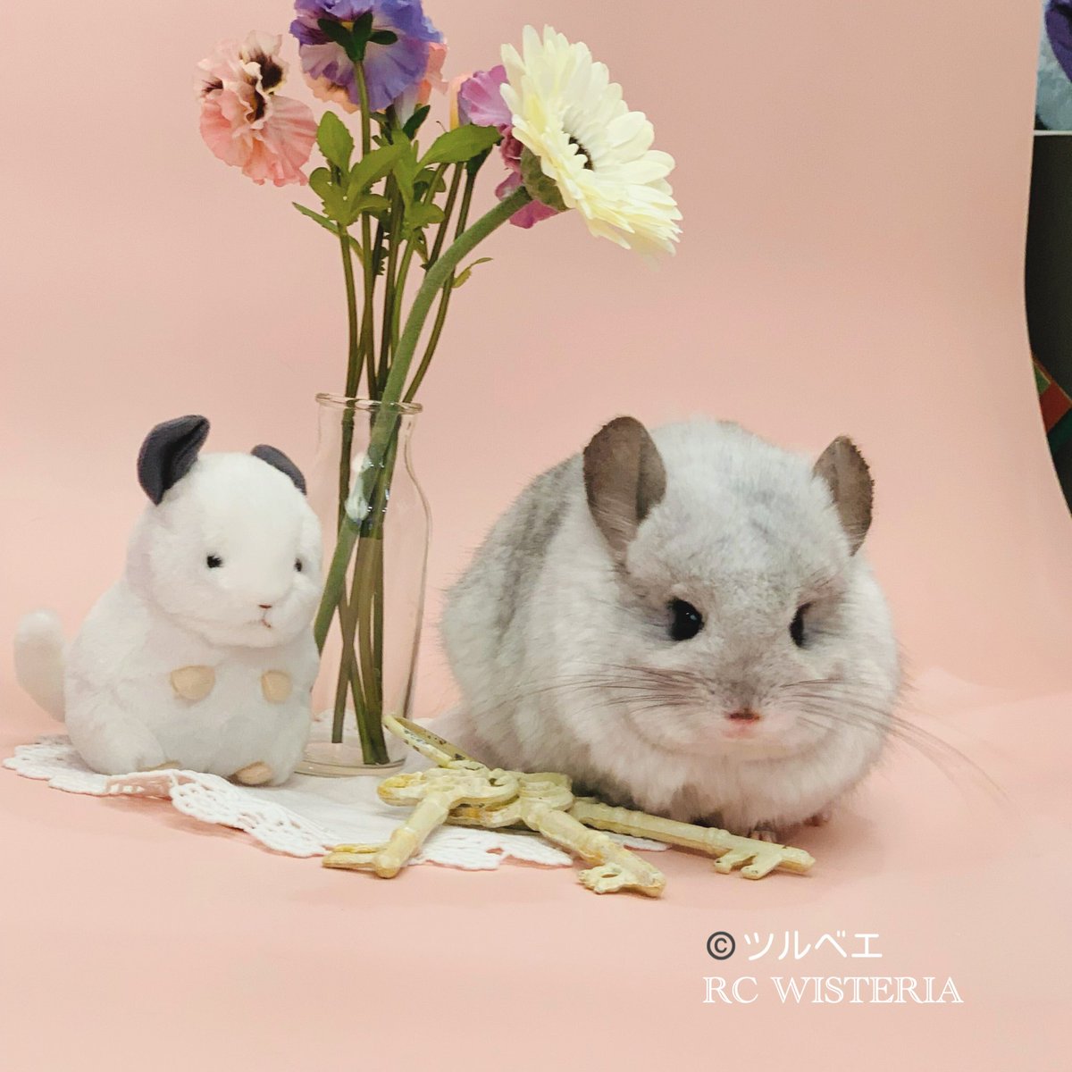 Royal Chinchilla WISTERIA (@rc_wisteria) / X Royal Chinchilla WISTERIA (@rc_wisteria) / X